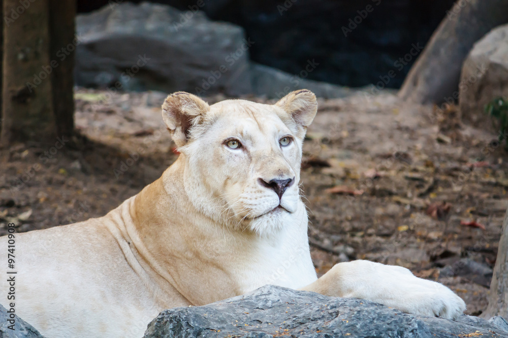 Fototapeta premium Female Lion on the lookout