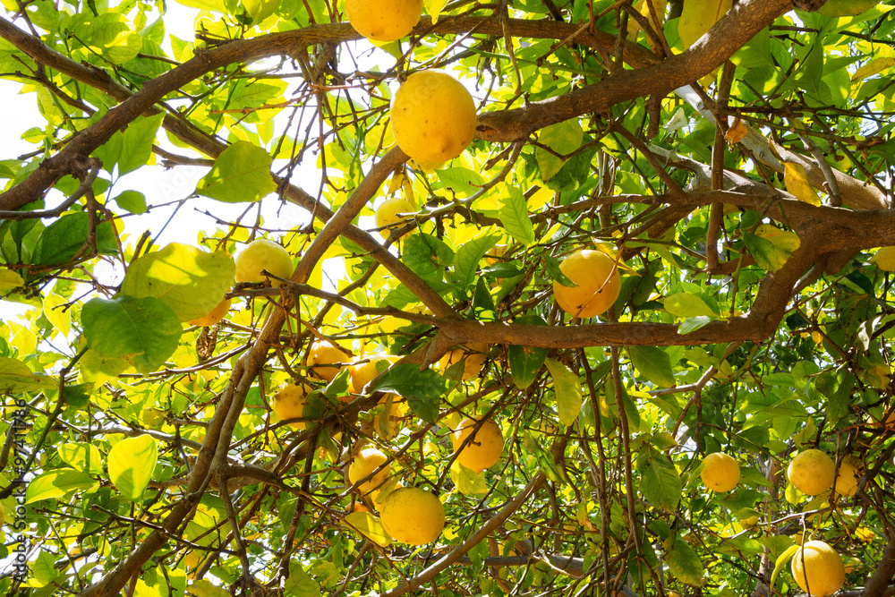 fresh lemon tree