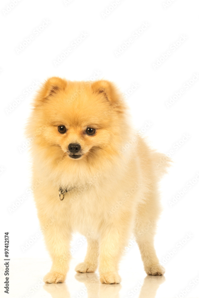 Pomeranian dog Pomeranian dog