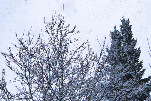 Front view at fresh xmas snow covered trees in winter landscape. Frosty nature scene in garden park  perfect for christmas  gardening blog  product and magazines