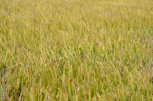 The Asian rice crop at Sekinchan  Malaysia..