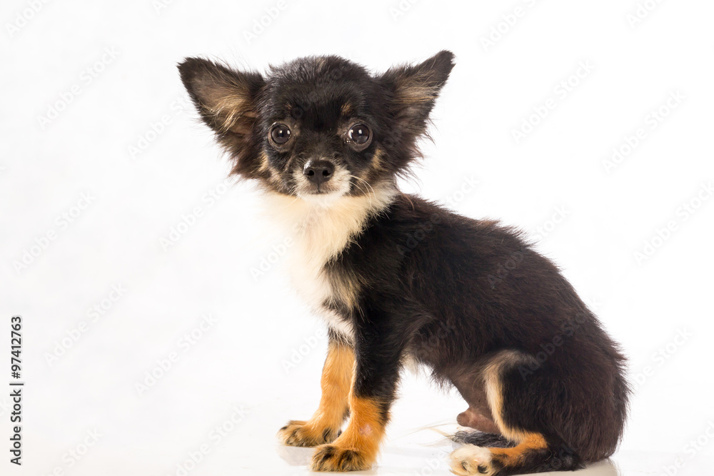 Chihuahua dog Chihuahua dog