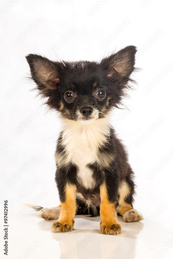 Chihuahua dog