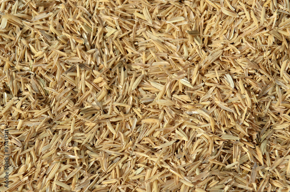 a handful of rice grains with bran shell .. a handful of rice grains with bran shell ..