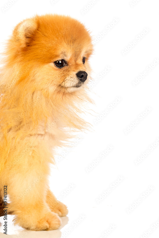 pomeranian dog
