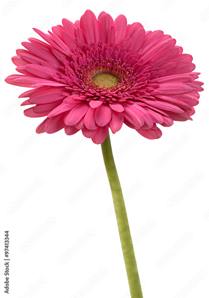 Pink gerbera flower head
