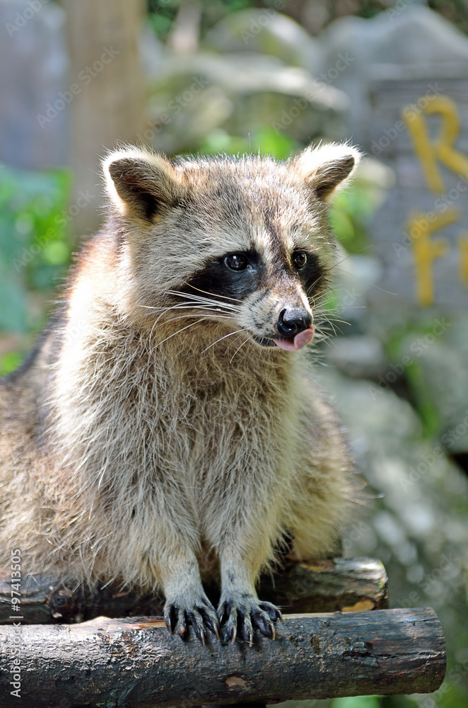 Racoon (Procyon Iotor)..