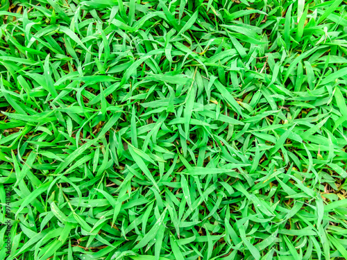 green grass. natural background texture