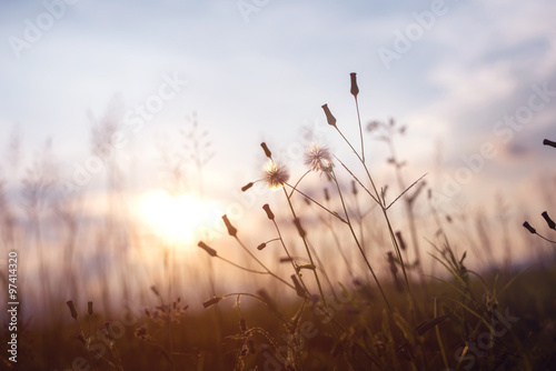 evening autumn nature background  beautiful meadow dandelion flowers in field on orange sunset. vintage filter effect