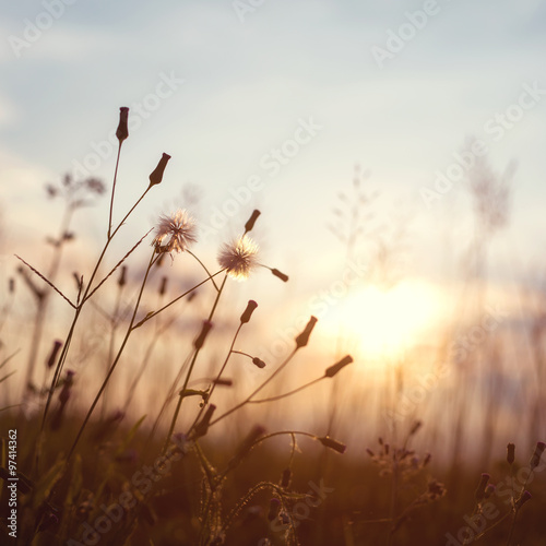 evening autumn nature background, beautiful meadow dandelion flowers in field on orange sunset. vintage filter effect