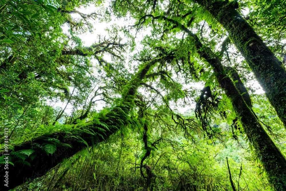 Naklejka premium Rainforest at Inthanon Mountain, Chiang Mai, Thailand