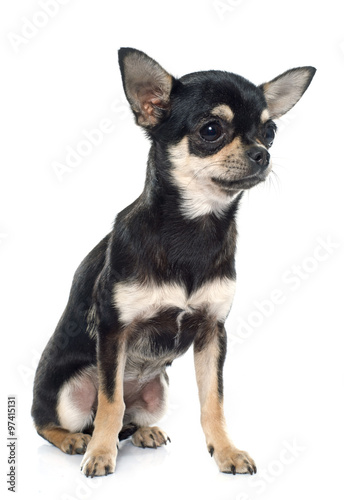 purebred puppy chihuahua © cynoclub