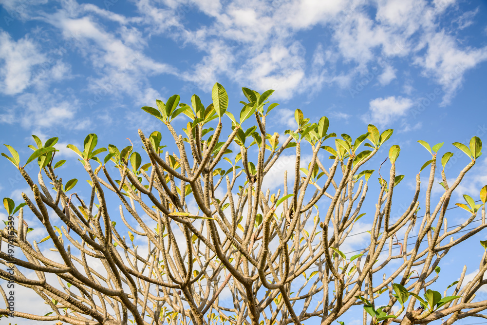 Frangipani, Plumeria, Templetre on blue sky Frangipani, Plumeria, Templetre on blue sky