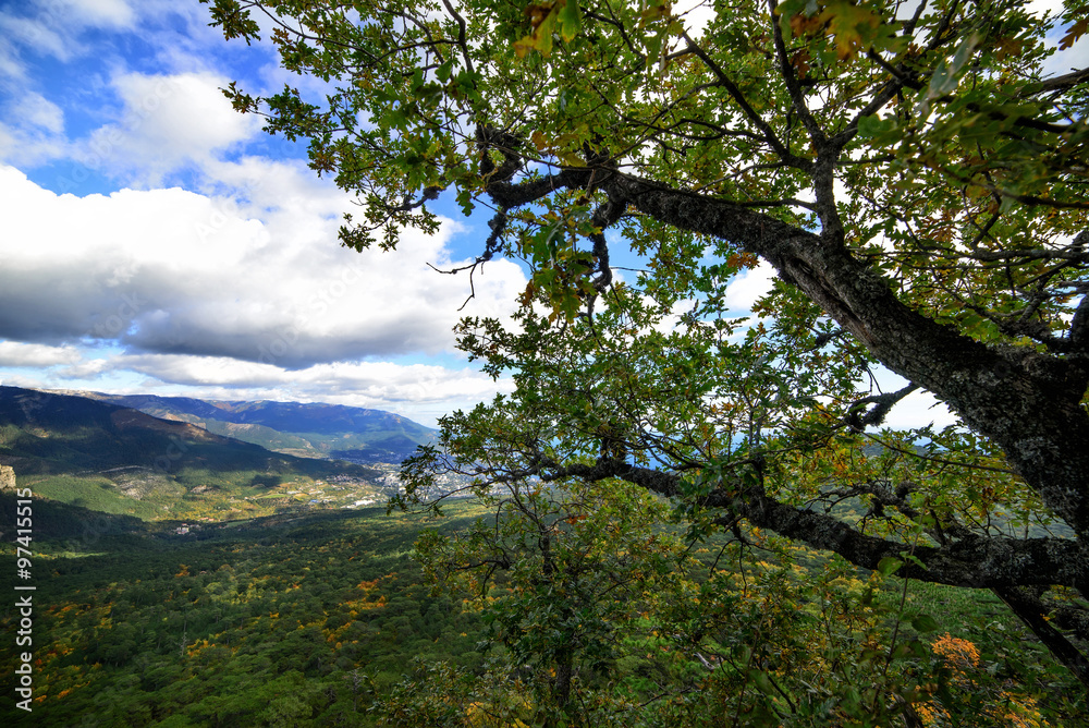 Mountain forest on top of a mountain in Crimea.