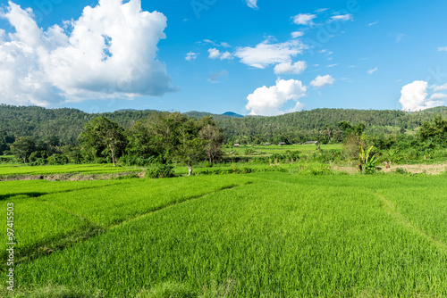 Landscape of rice farm with blue sky in Thailand