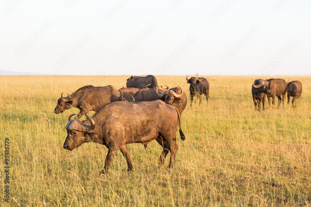 African buffalo on savanna