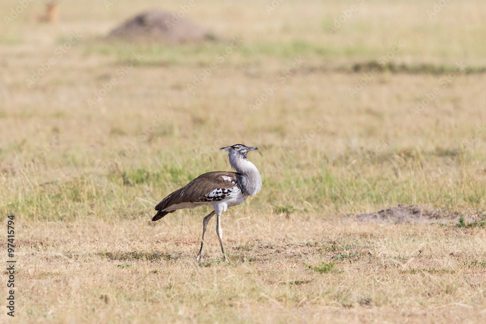 Kori bustard bird walking on savanna