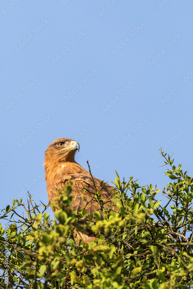 Tawny eagle sitting and scouts in a treetop Tawny eagle sitting and scouts in a treetop