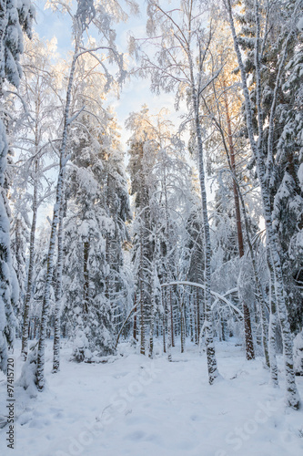 Glade in the winter forest with snow