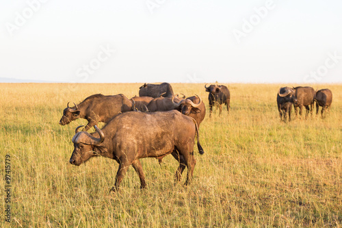 Fototapeta Naklejka Na Ścianę i Meble -  African buffalo on savanna