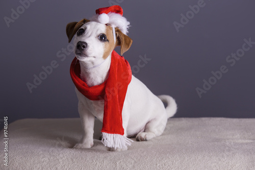 Cute jack russel terrier puppy in santa Claus dress. © artbalance