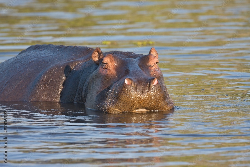 Hippopotamus, Hippopotamus amphibius,Okavango, Botswana