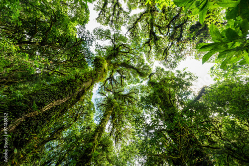 Rainforest at Inthanon Mountain  Chiang Mai  Thailand