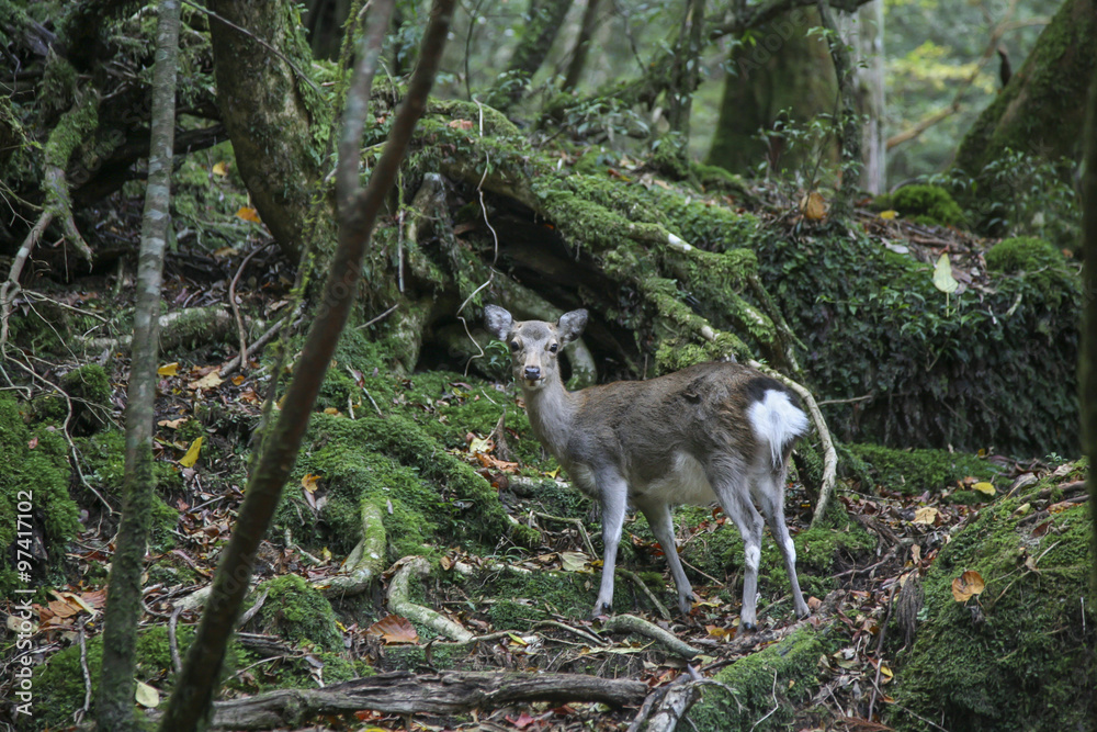 Yakushika, Yaku deer, in Yakushima Yakushika, Yaku deer, in Yakushima