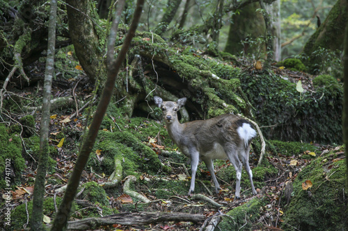 Yakushika, Yaku deer, in Yakushima