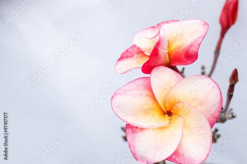 Plumeria or frangipani flower  Tropical flower.