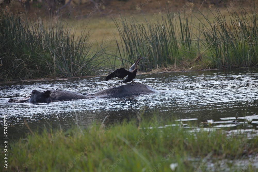 African darter, Anhinga rufa, sitting on the back of Hippopotamus, Hippopotamus amphibius, national park Moremi, Botswana