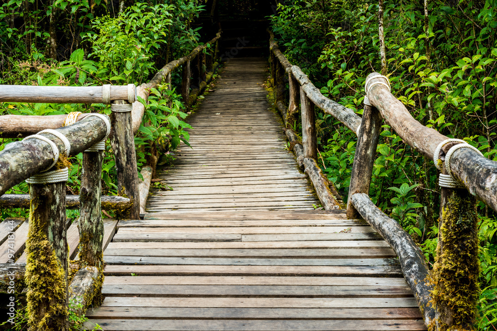 Fototapeta premium Rainforest at Inthanon Mountain, Chiang Mai, Thailand