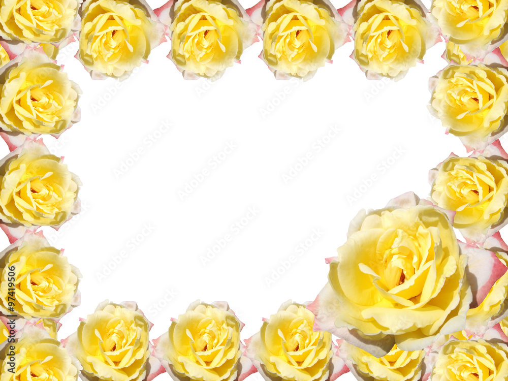 custom made wallpaper toronto digitalRose on a white background 