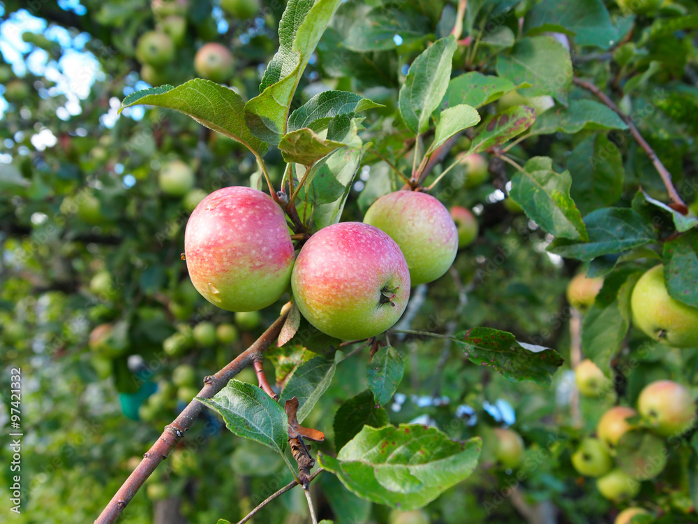 Three apples on tree Three apples on tree