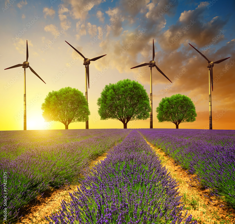 Fototapeta premium Lavender fields with trees and wind turbines at sunset