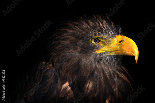 Sea eagle isolated on black background photo