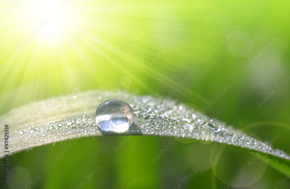 Fresh grass with dew drops closeup. Nature Background Fresh grass with dew drops closeup. Nature Background