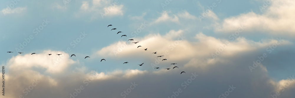 Flight of geese in winter