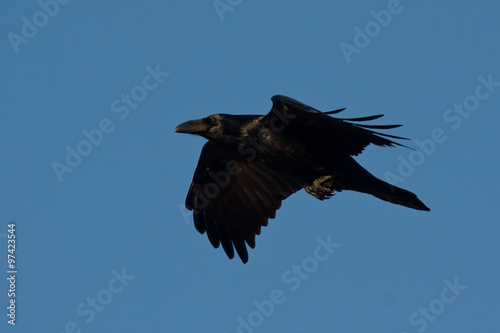 Common raven (Corvus corax) flying on the blue sky