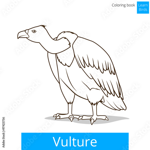 Vulture bird learn birds coloring book vector