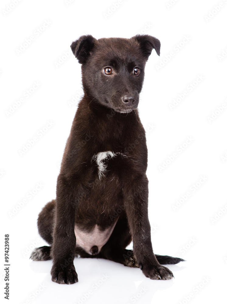 crossbreed black puppy sitting in front. isolated on white backg crossbreed black puppy sitting in front. isolated on white backg