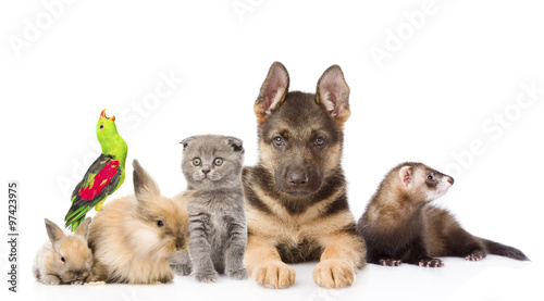 Fototapeta Naklejka Na Ścianę i Meble -  Group of pets. Isolated on white background