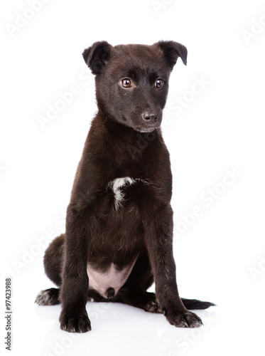crossbreed black puppy sitting in front. isolated on white backg