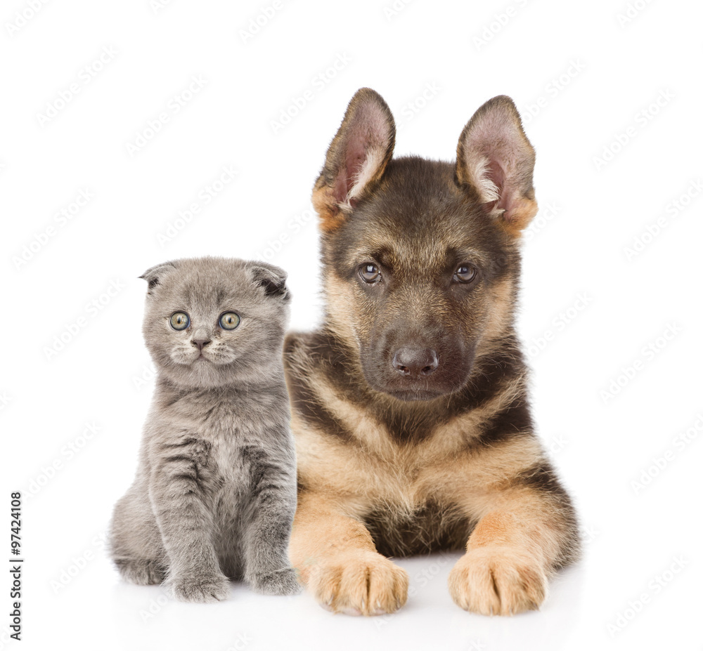 small scottish cat and german shepherd puppy dog looking at came