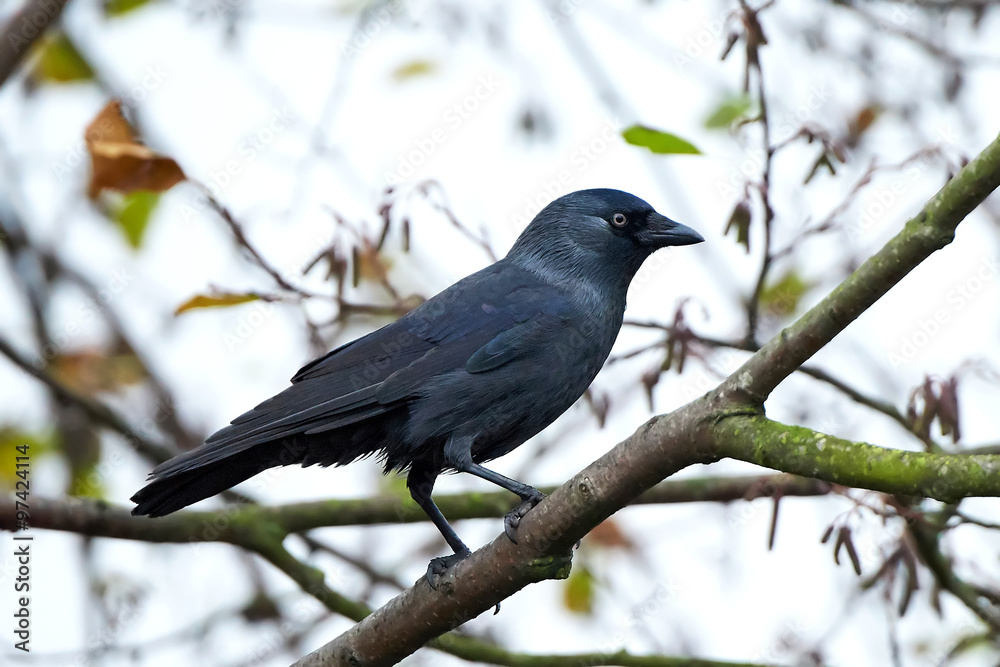 Western Jackdaw (Corvus monedula) Western Jackdaw (Corvus monedula)