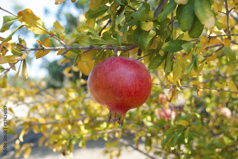 Pomegranate fruit growing on a branch.. Pomegranate fruit growing on a branch..