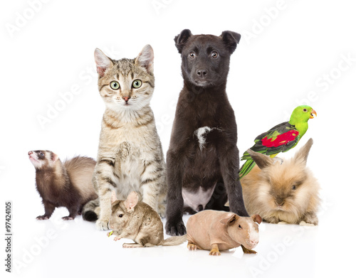 large group of pets. Isolated on white background