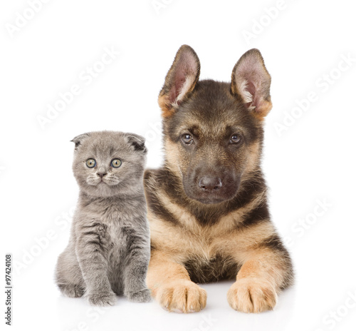 small scottish cat and german shepherd puppy dog looking at came © Ermolaev Alexandr