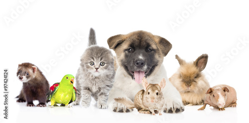 Fototapeta Naklejka Na Ścianę i Meble -  large group of pets together in front. Isolated on white backgro