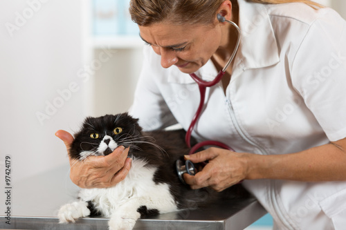 Veterinary by listening to a cat